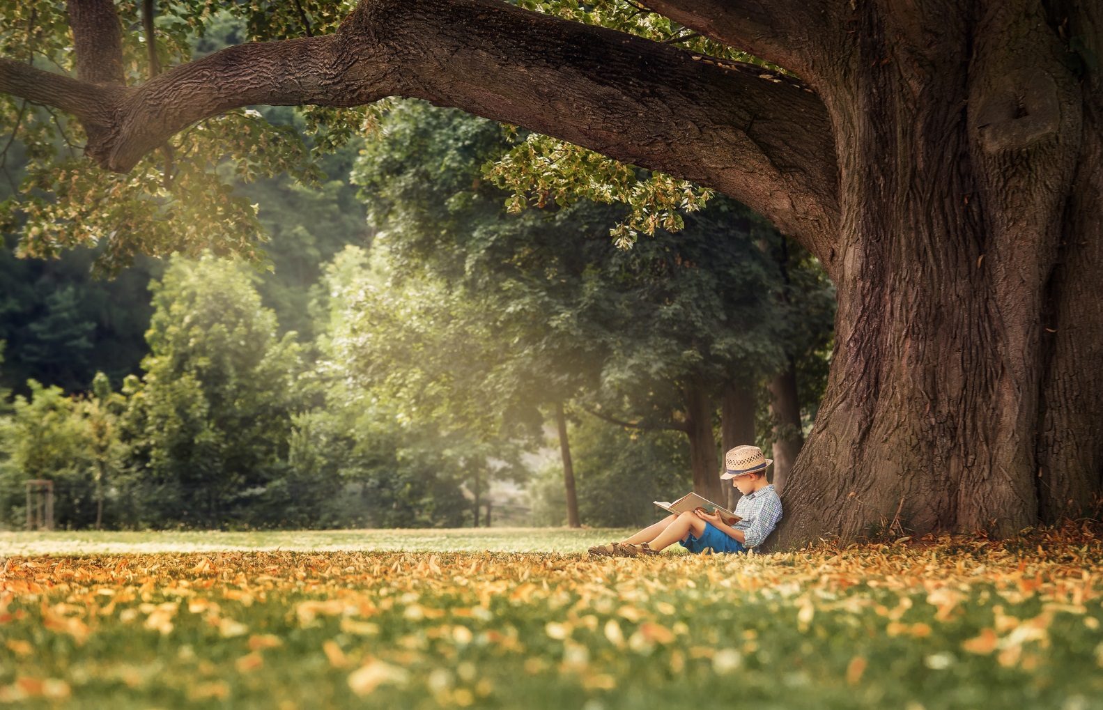 A boy reading under a great tree