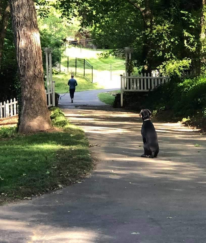 Stella on her last walk